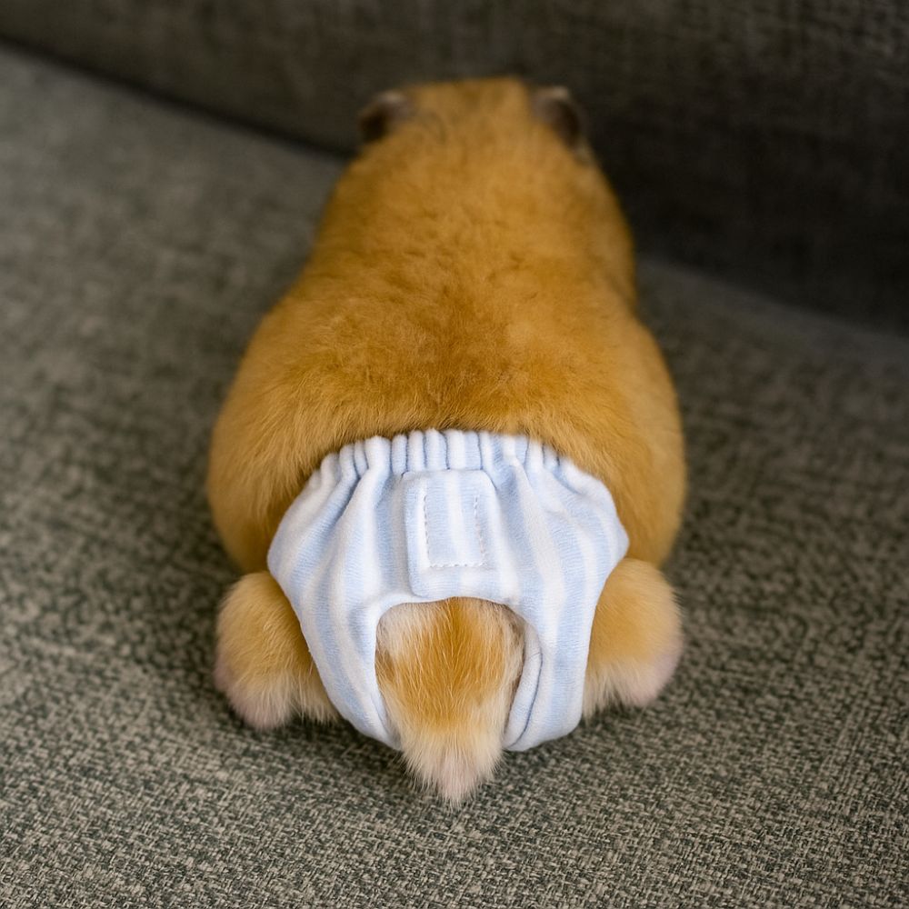 흡수성 다람쥐 기저귀, 새지 않는 통기성 애완동물 생리 - Period Panty Absorbent 리뷰 및 가격